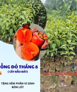 hồng đỏ tháng 8